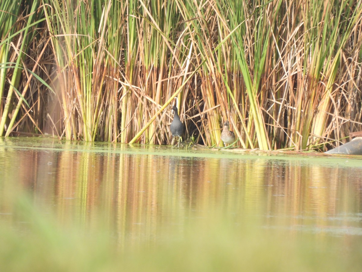 Common Gallinule - ML624048026