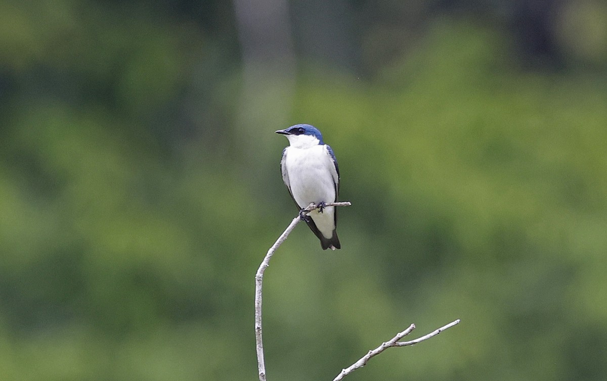 White-winged Swallow - ML624048037