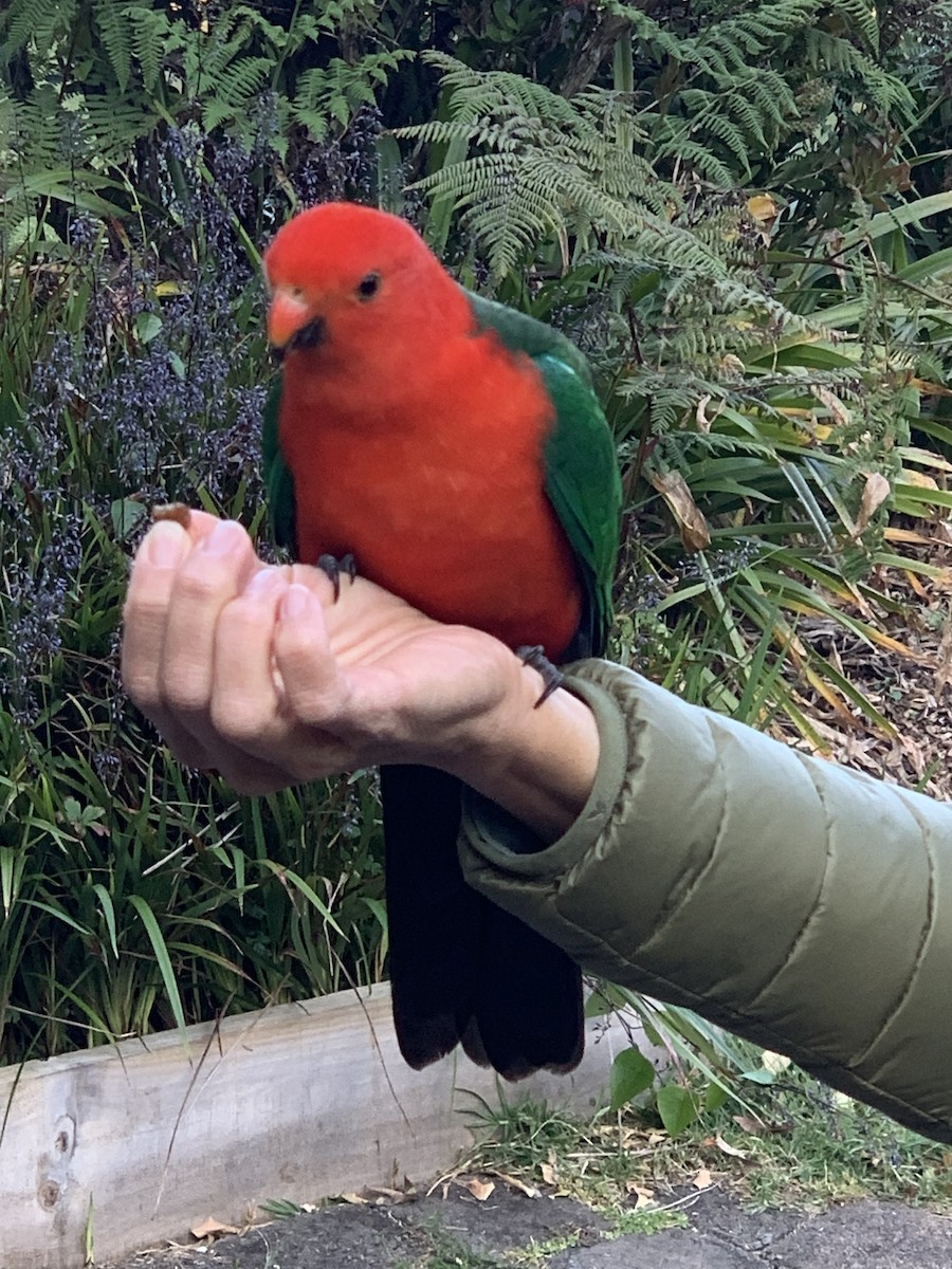 Australian King-Parrot - ML624048042