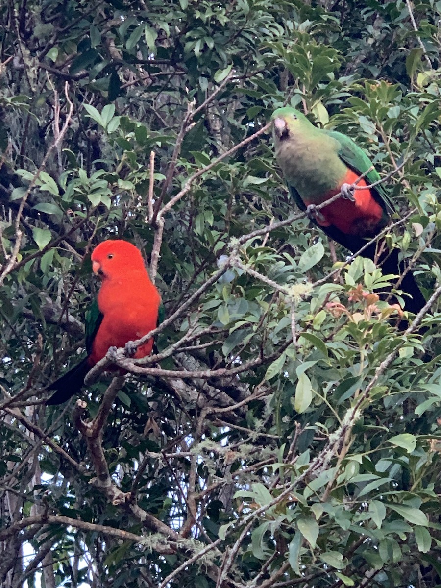 Australian King-Parrot - ML624048043