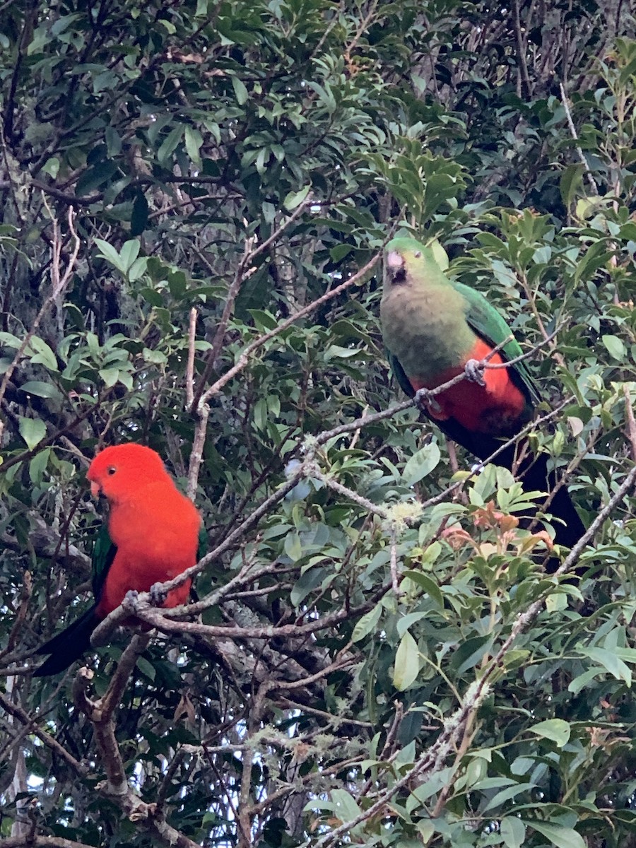 Australian King-Parrot - ML624048044