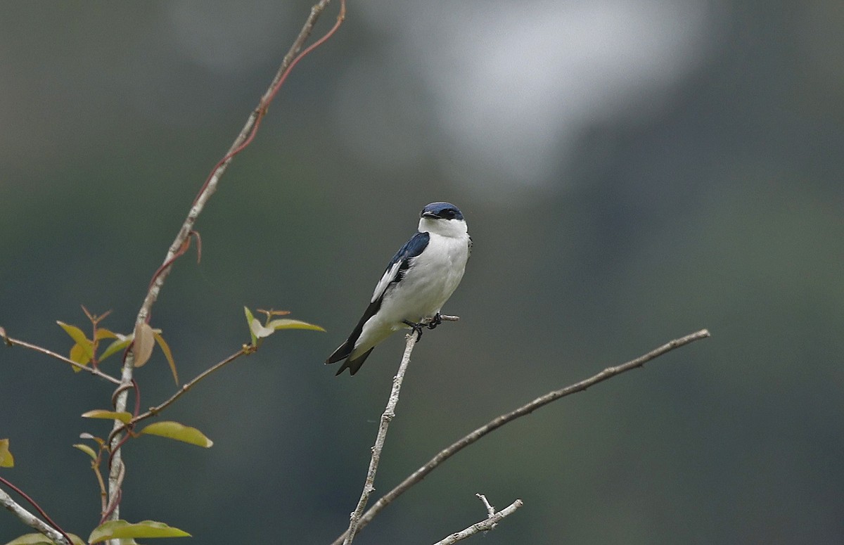 White-winged Swallow - ML624048046