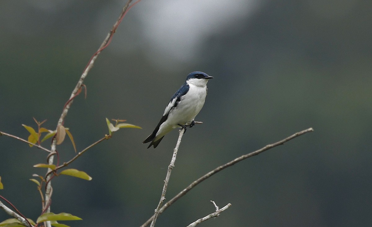 White-winged Swallow - ML624048052