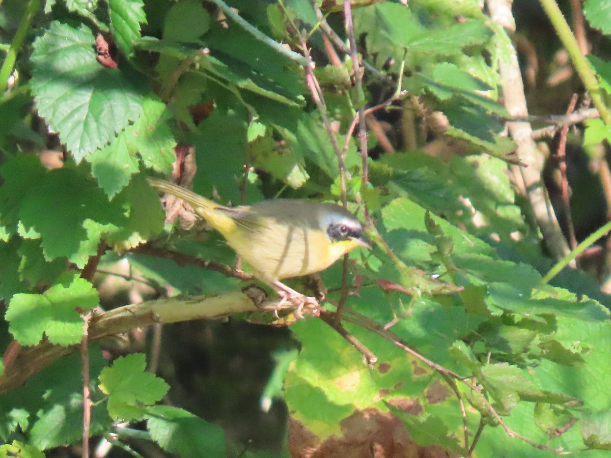 Common Yellowthroat - ML624048054