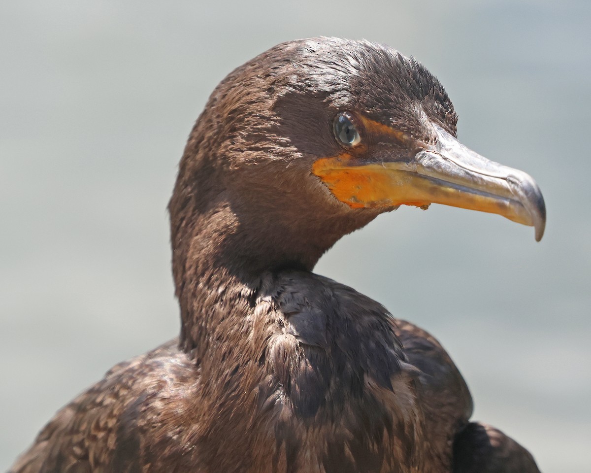 Double-crested Cormorant - Corey Finger