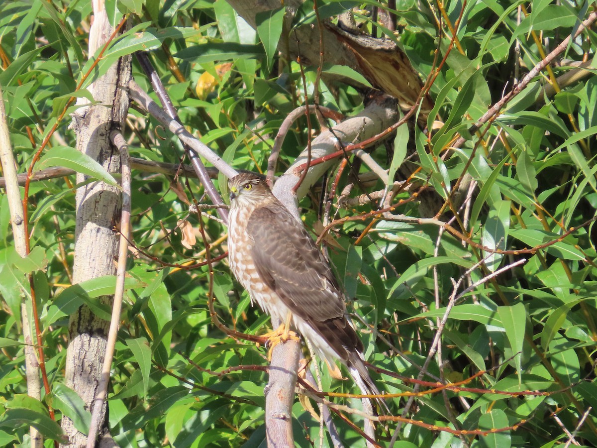 Sharp-shinned Hawk - ML624048067