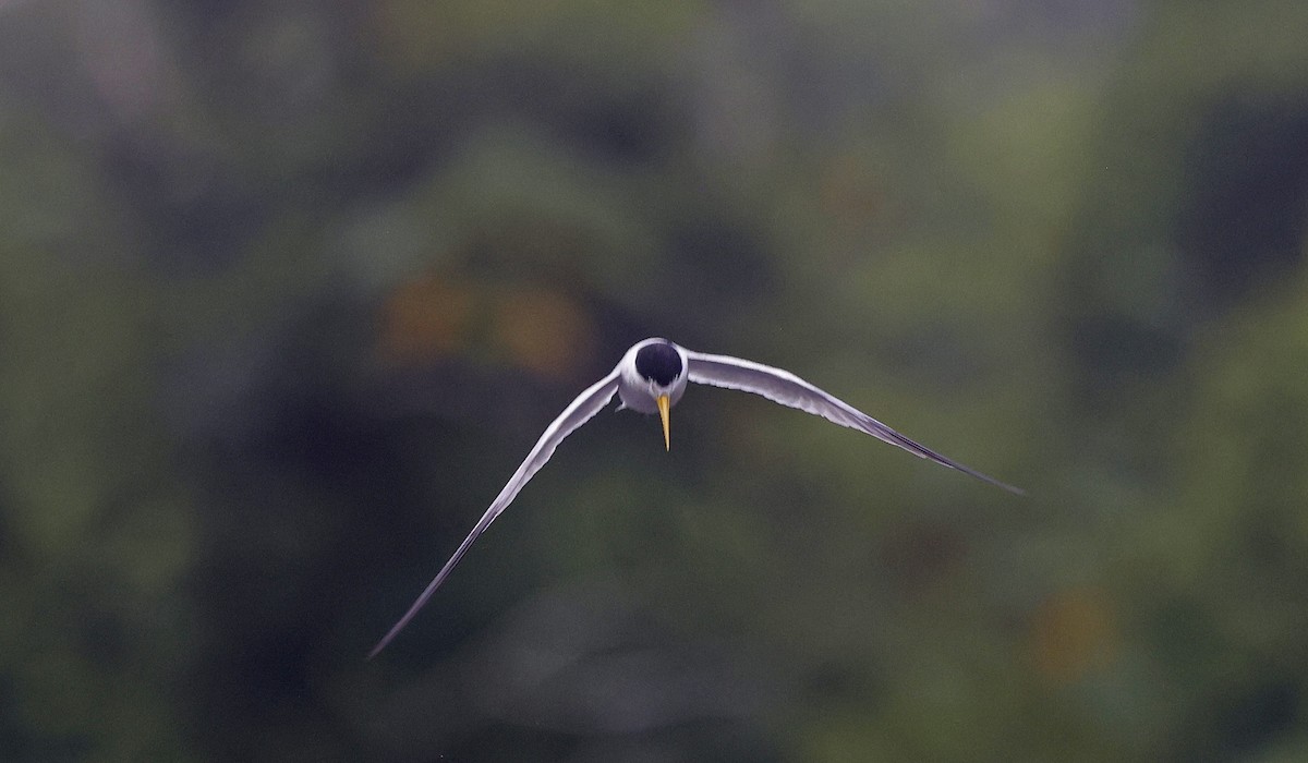 Yellow-billed Tern - ML624048068