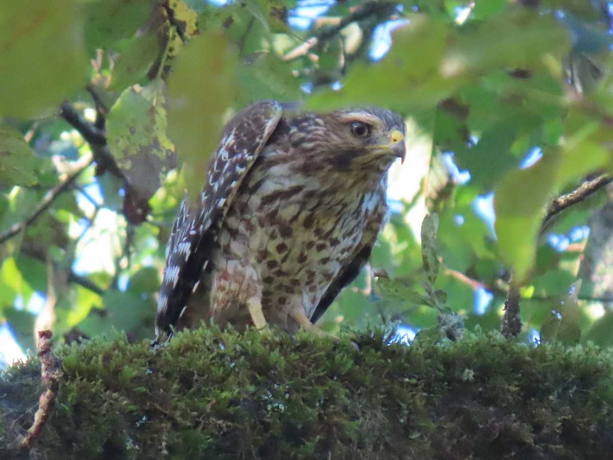 Red-shouldered Hawk - ML624048078