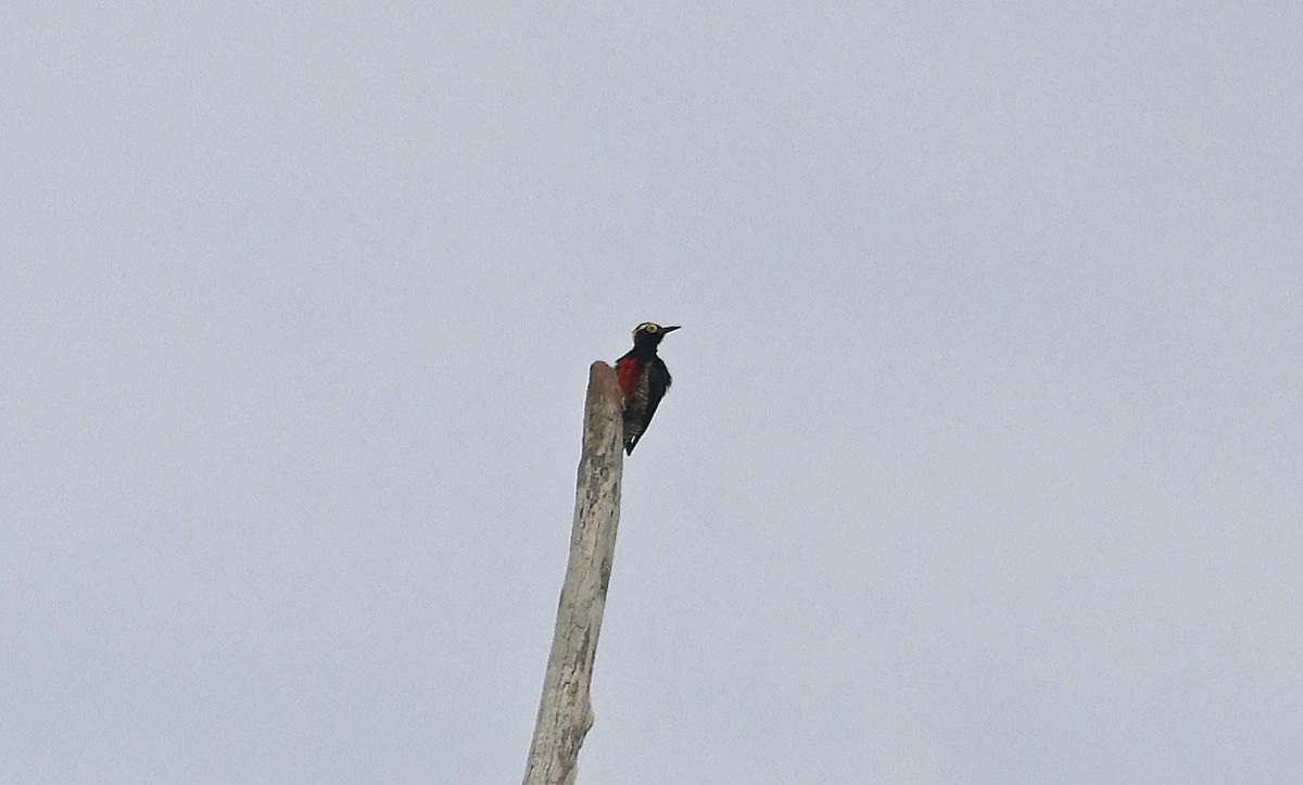 Yellow-tufted Woodpecker - ML624048079