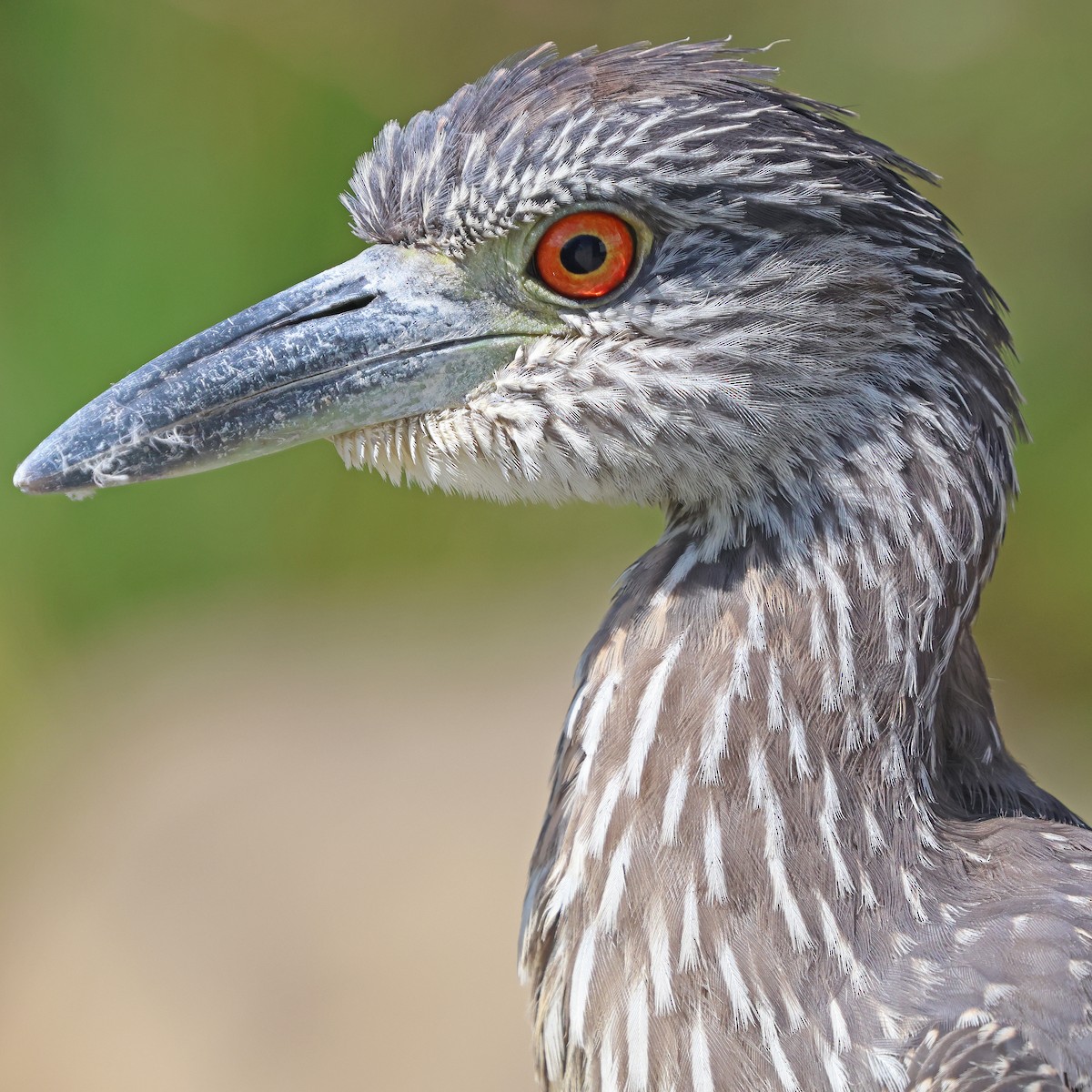 Yellow-crowned Night Heron - ML624048084