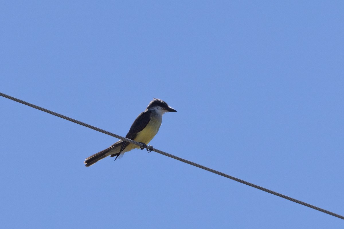 Thick-billed Kingbird - ML624048088