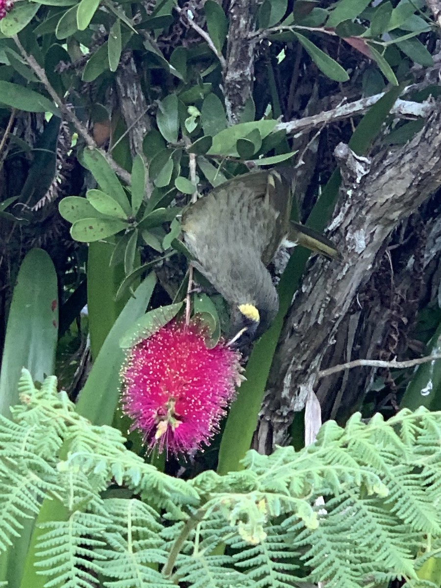 Lewin's Honeyeater - ML624048092