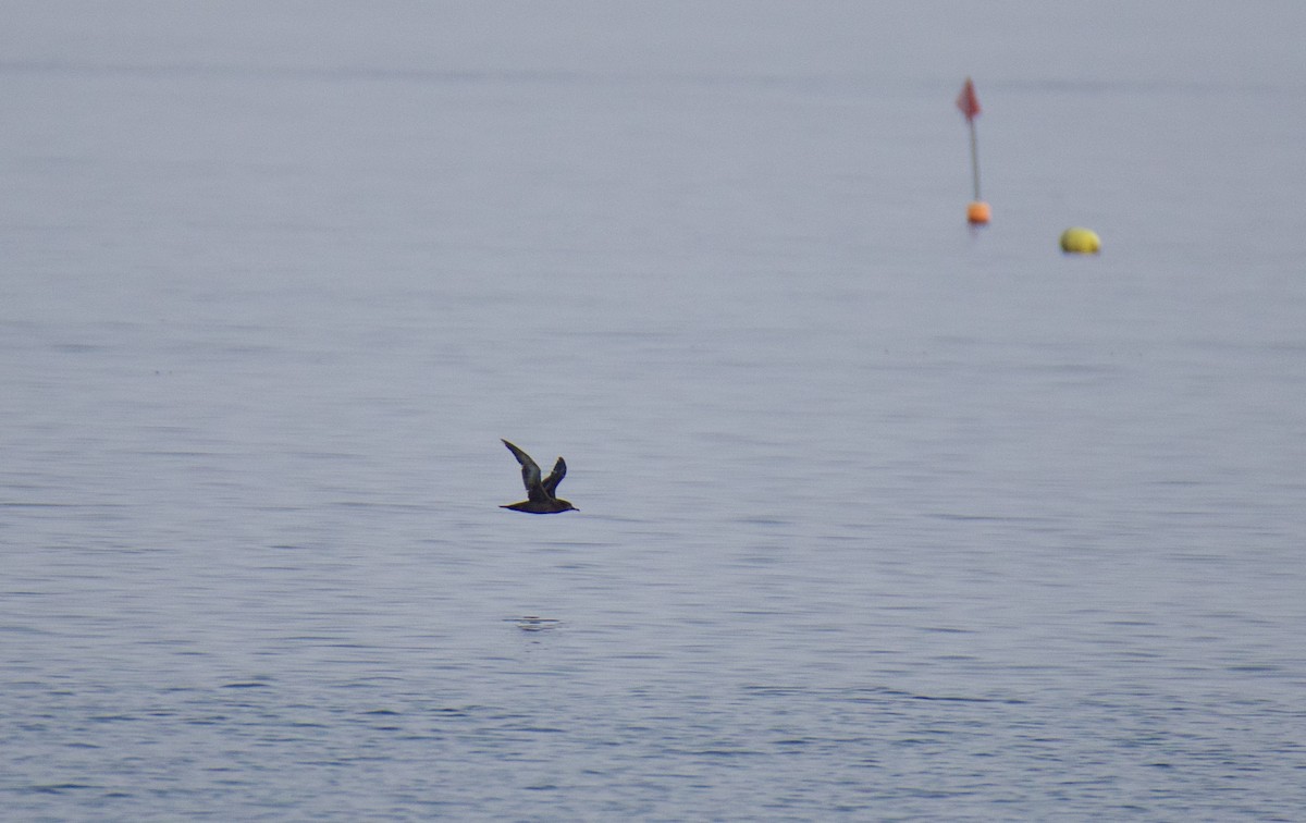 Sooty Shearwater - ML624048097