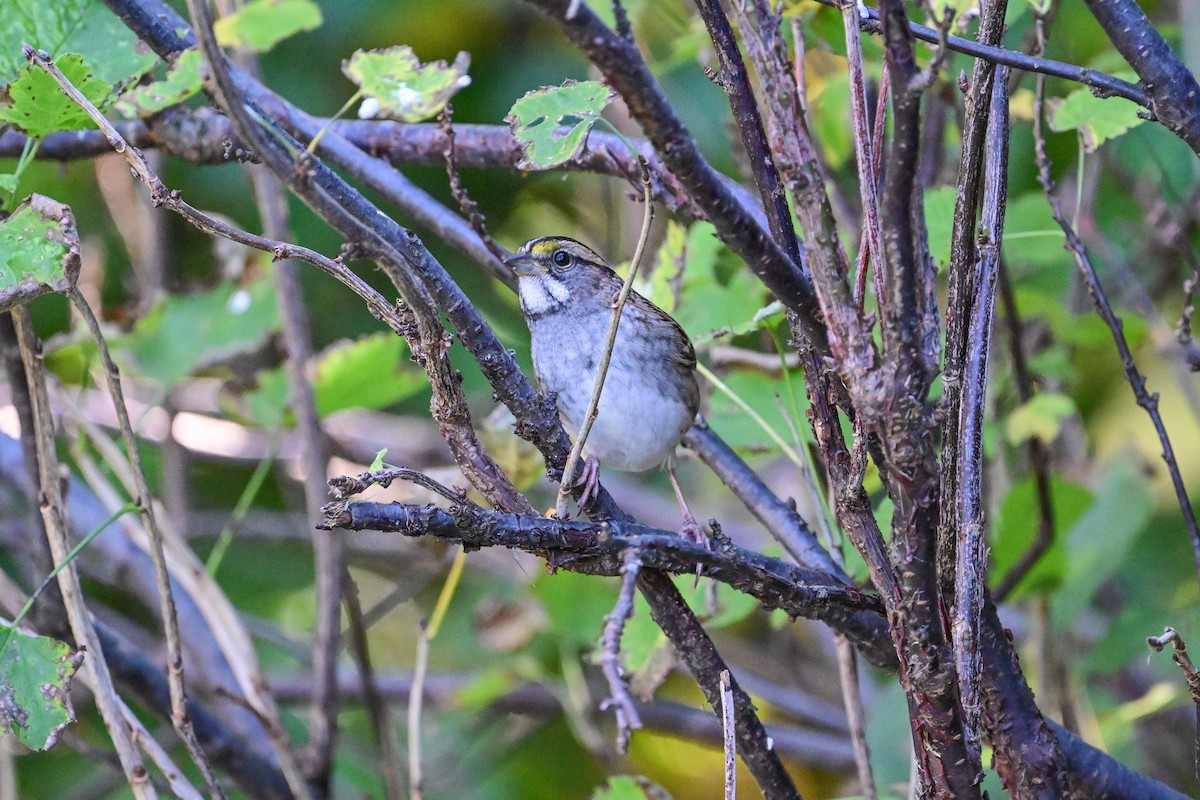 White-throated Sparrow - ML624048101