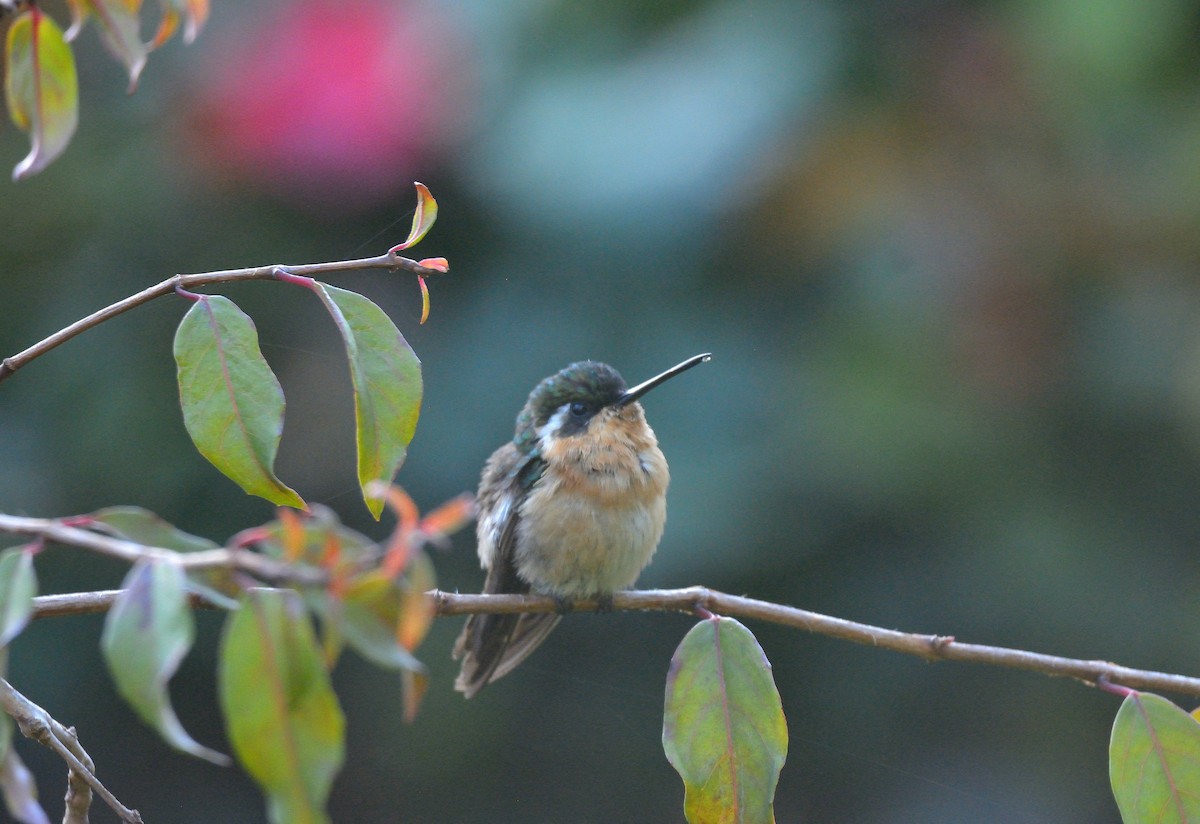 White-throated Mountain-gem - ML624048105