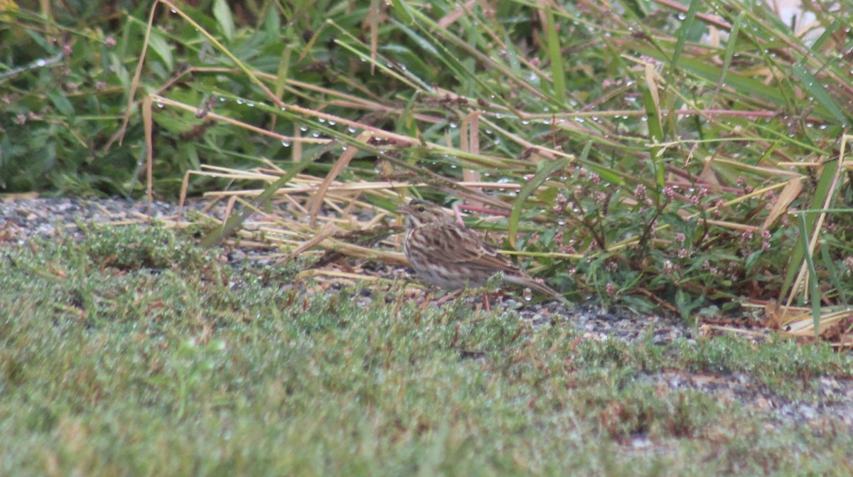 Savannah Sparrow - ML624048106