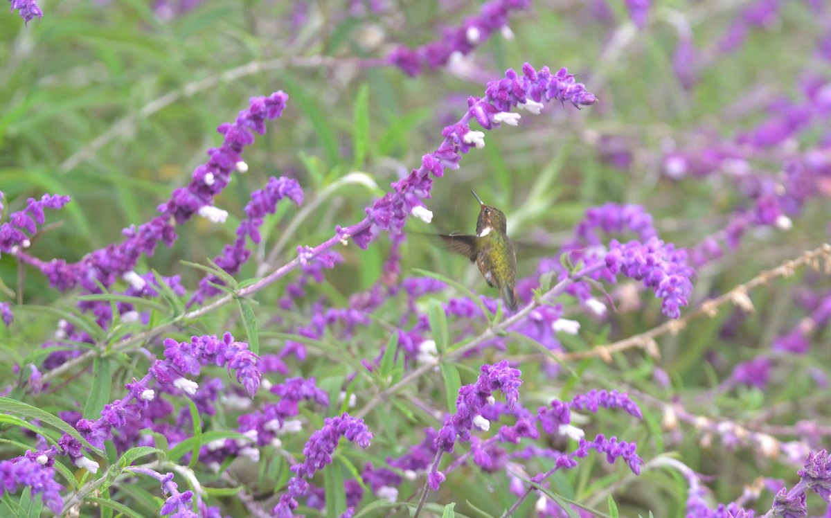 Volcano Hummingbird - ML624048122