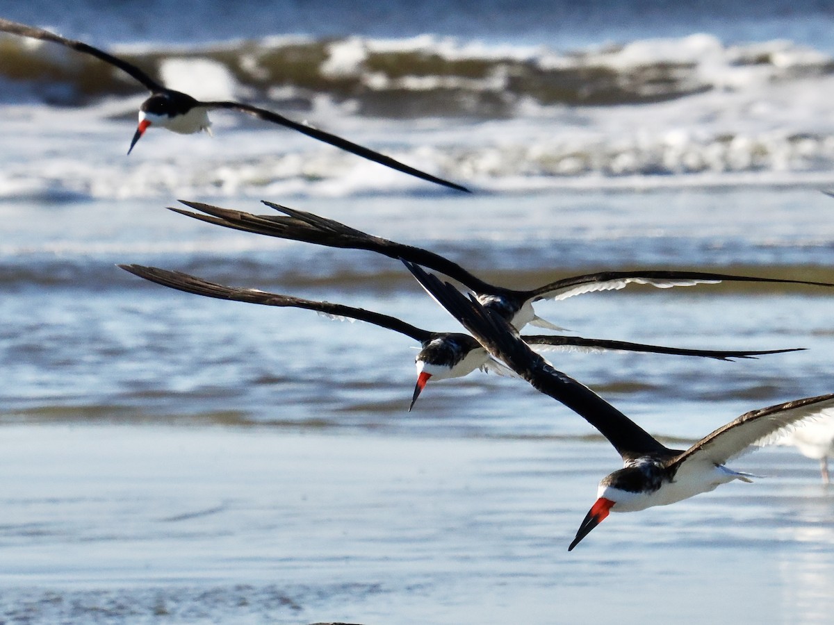 Black Skimmer - ML624048133