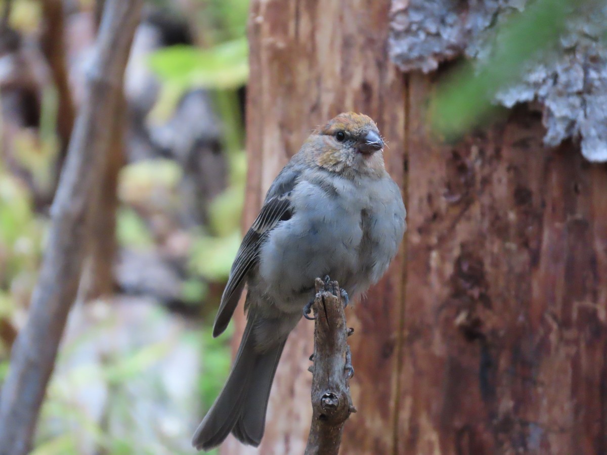 Pine Grosbeak - ML624048138