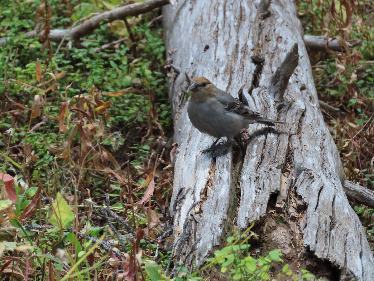 Pine Grosbeak - ML624048139