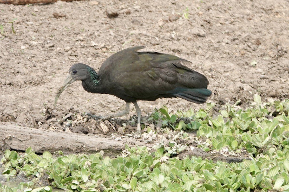 Green Ibis - ML624048141