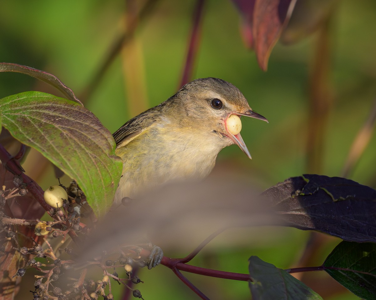 Warbling Vireo - John Davis