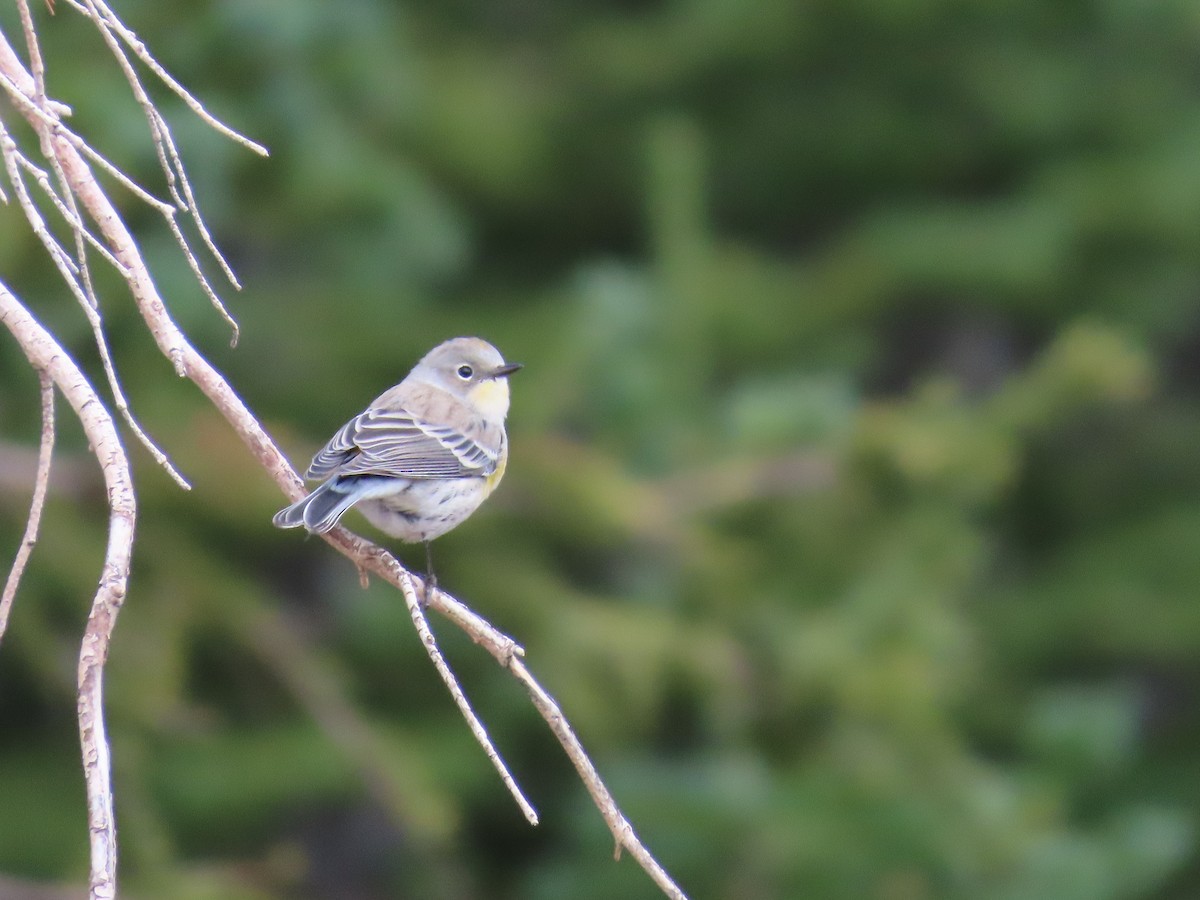 Yellow-rumped Warbler - ML624048144