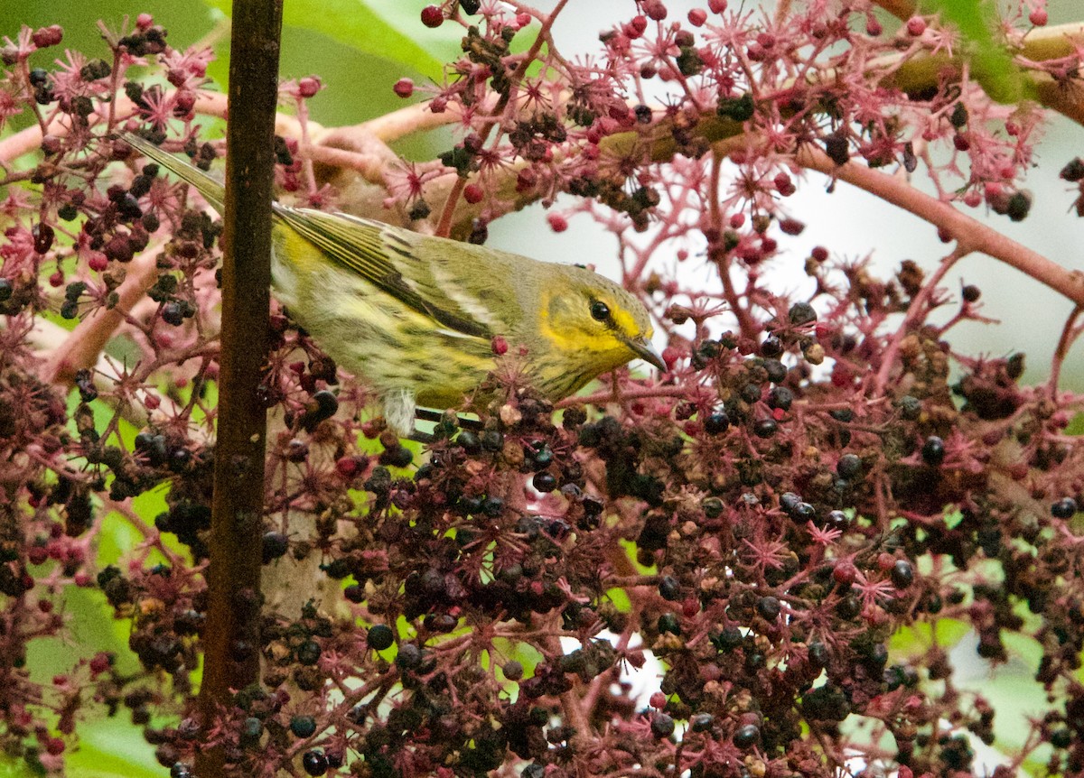 Cape May Warbler - ML624048151