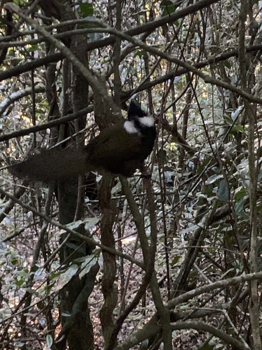 Eastern Whipbird - ML624048153