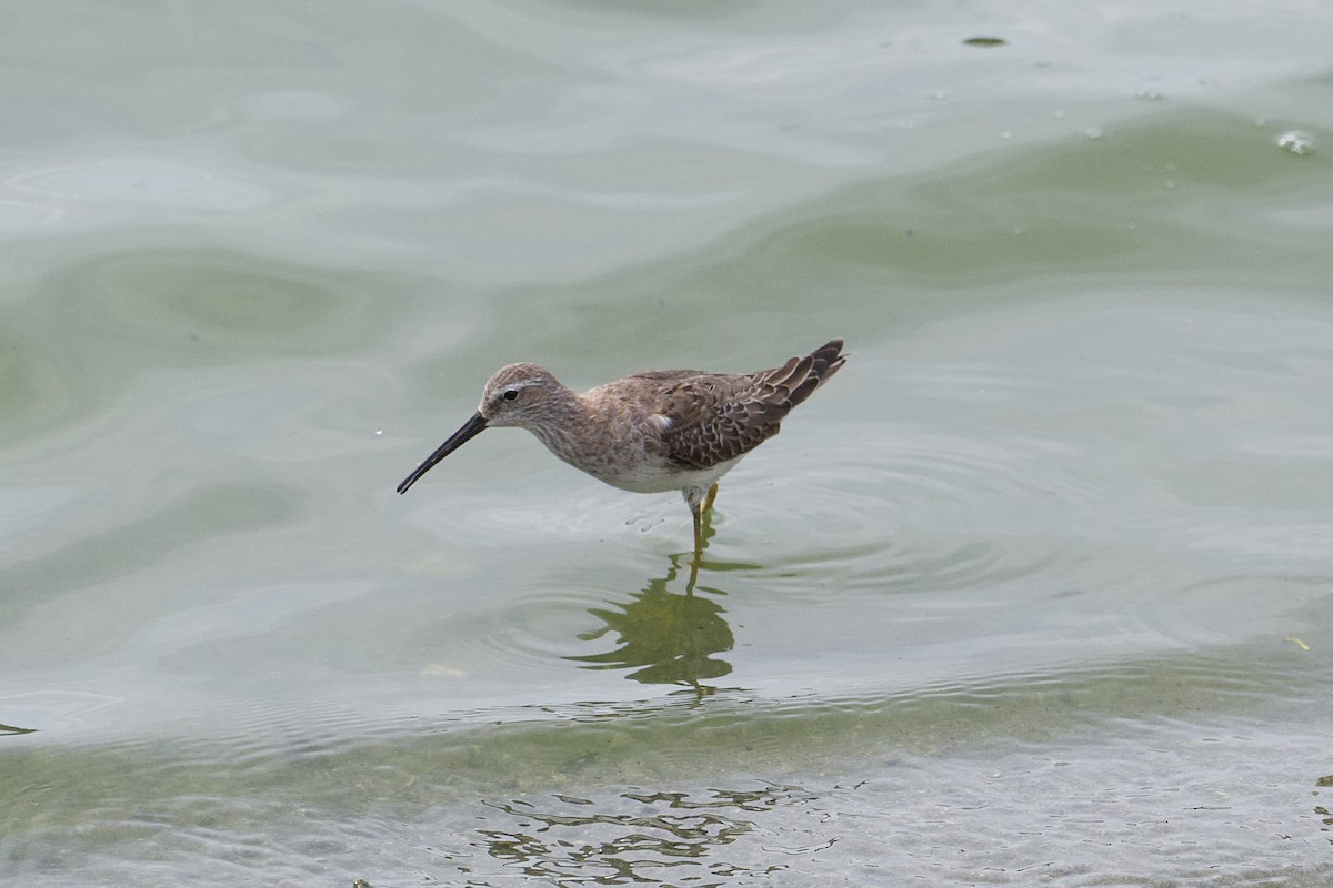 Stilt Sandpiper - ML624048162