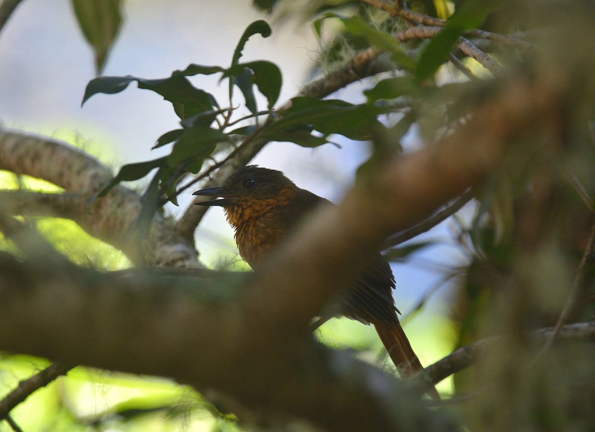 Streak-breasted Treehunter - ML624048165