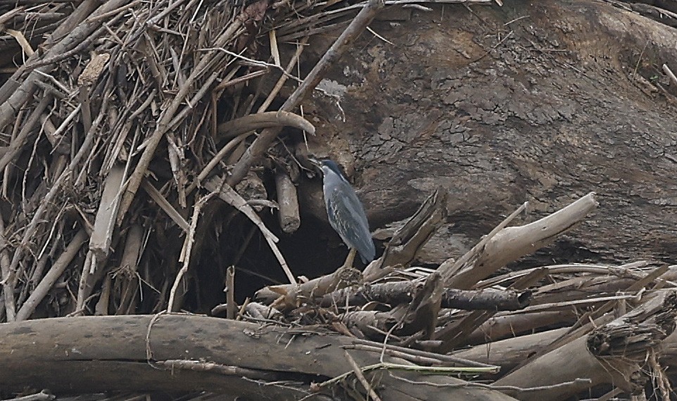 Striated Heron - ML624048168