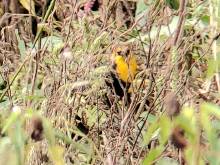 Yellow-headed Blackbird - ML624048170