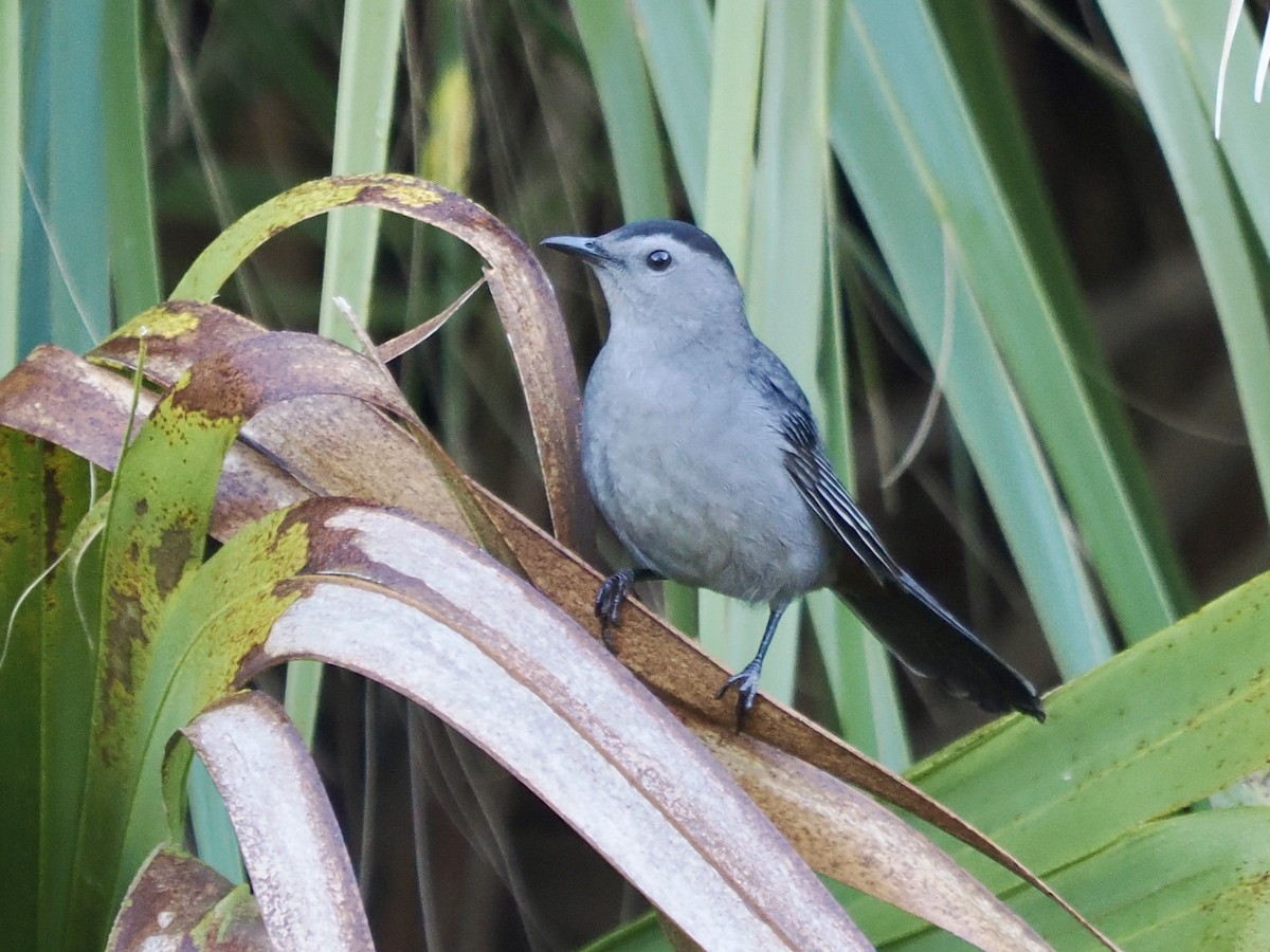 Gray Catbird - ML624048172