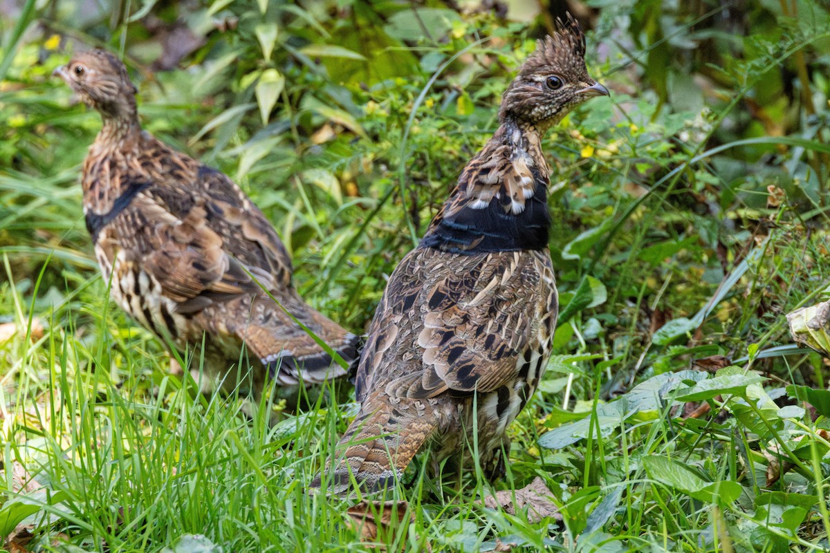 Ruffed Grouse - ML624048174