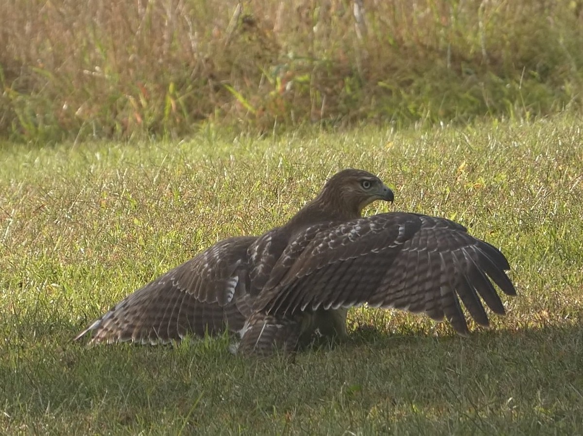 Red-tailed Hawk - ML624048177