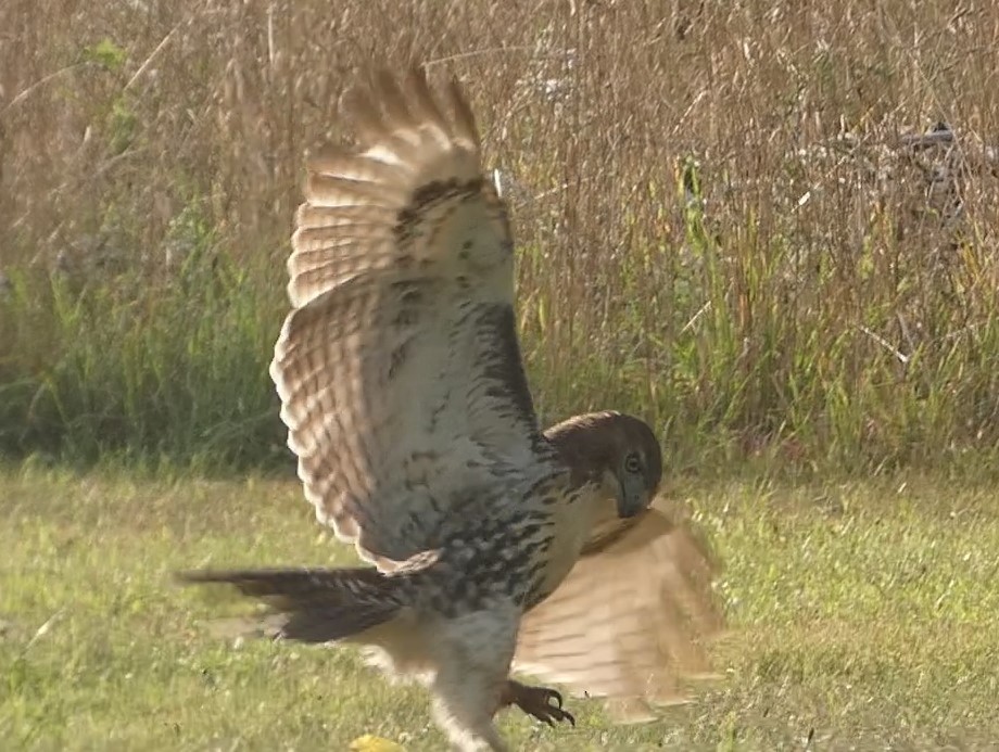 Red-tailed Hawk - ML624048178