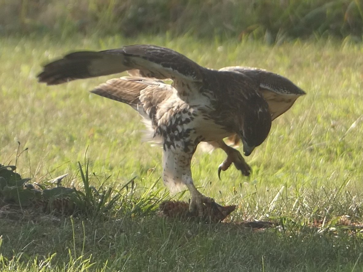 Red-tailed Hawk - ML624048179