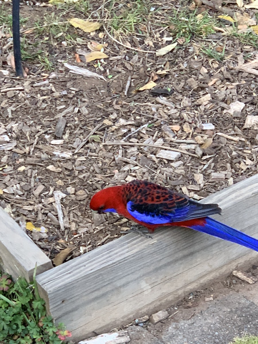 Crimson Rosella - ML624048182