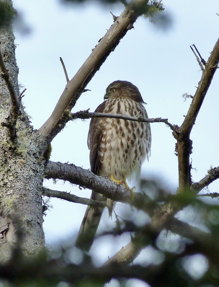 Sharp-shinned Hawk - ML624048185