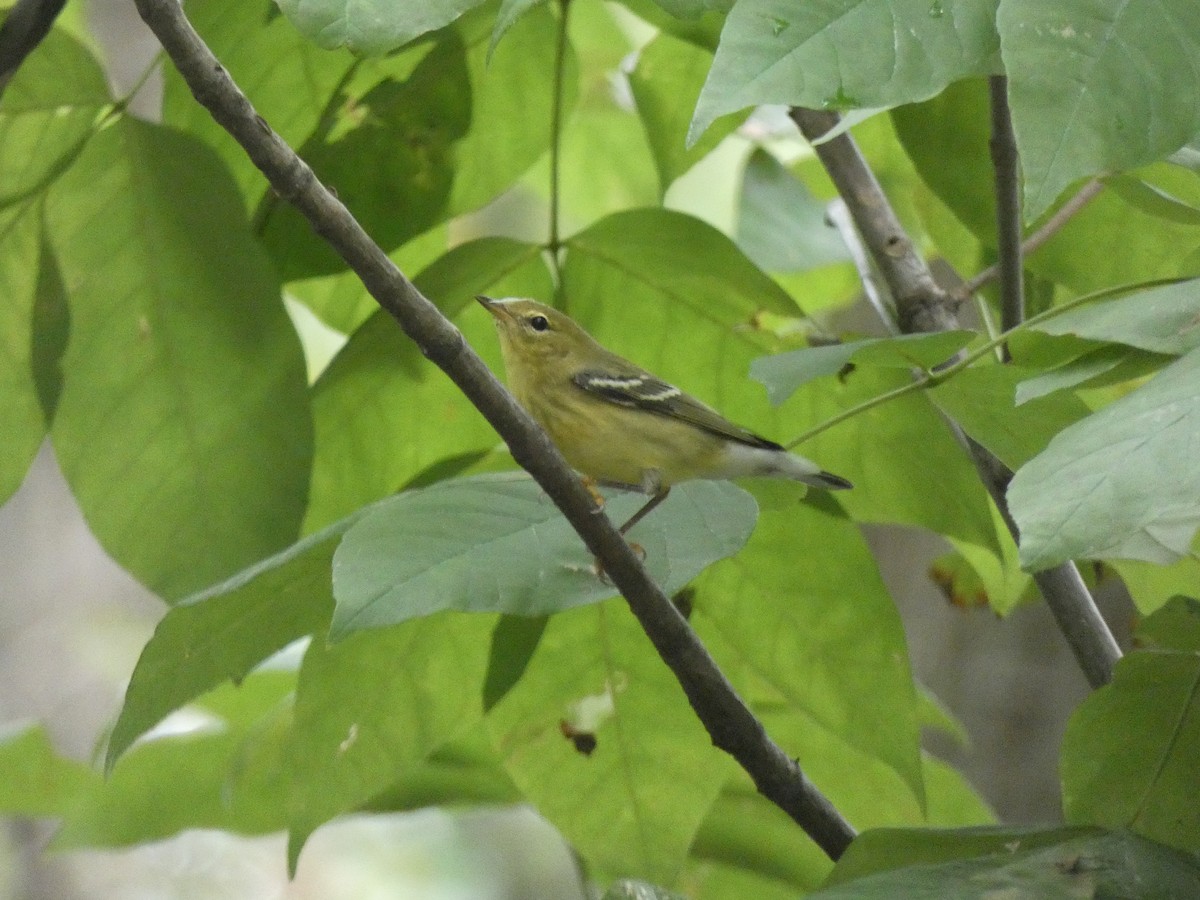 Blackpoll Warbler - ML624048193