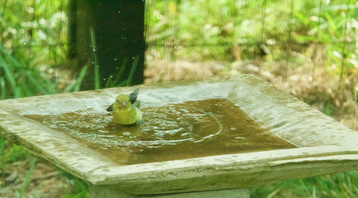 Scarlet Tanager - Lisa Anderson