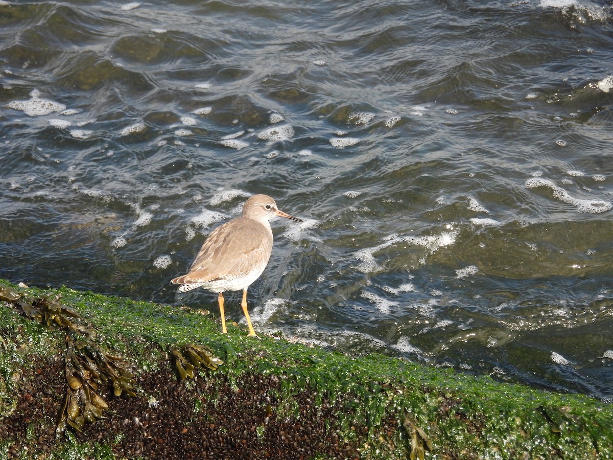 Common Redshank - ML624048232