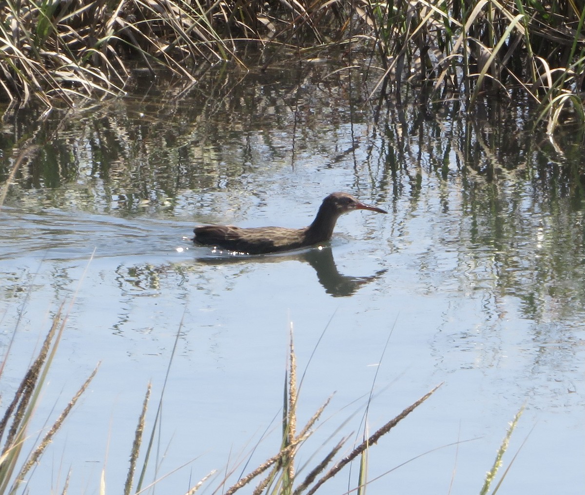 Ridgway's Rail (Light-footed) - ron romano