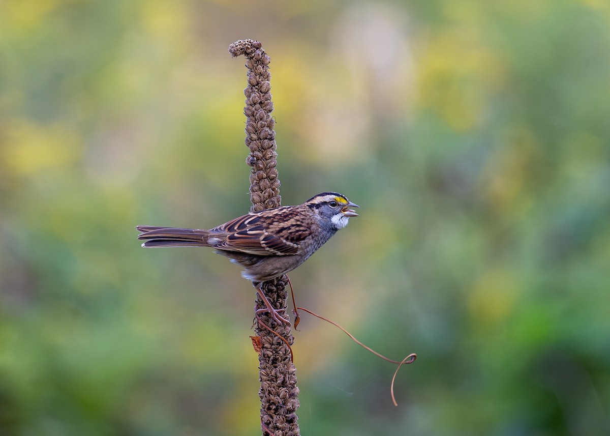 White-throated Sparrow - Peter Hamner