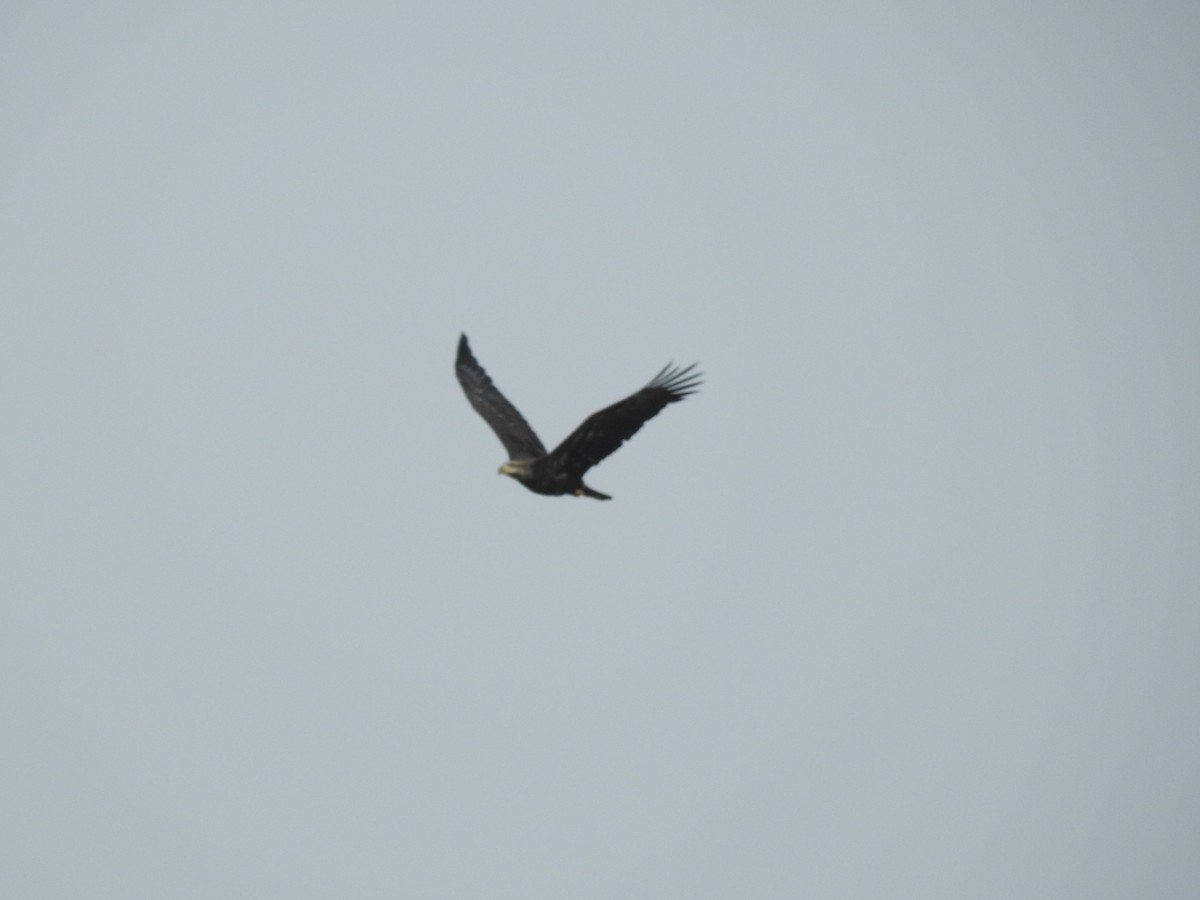 Bald Eagle - ML624048289