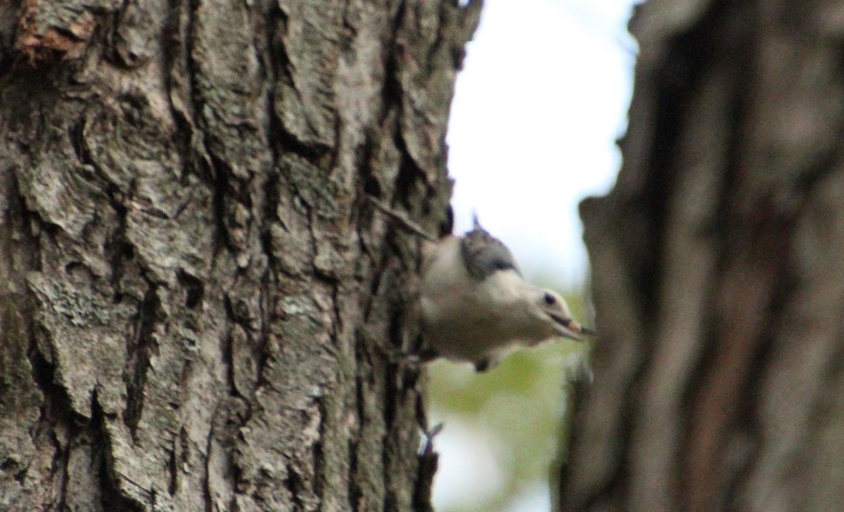 White-breasted Nuthatch - ML624048294