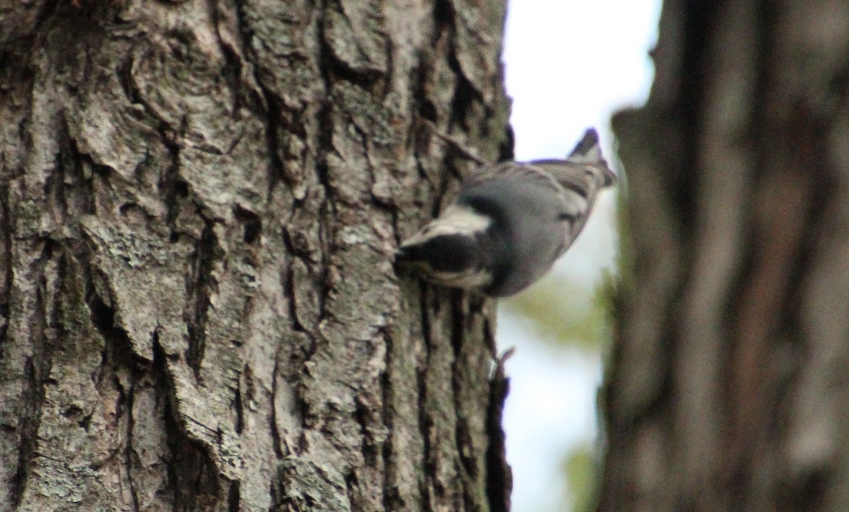 White-breasted Nuthatch - ML624048295