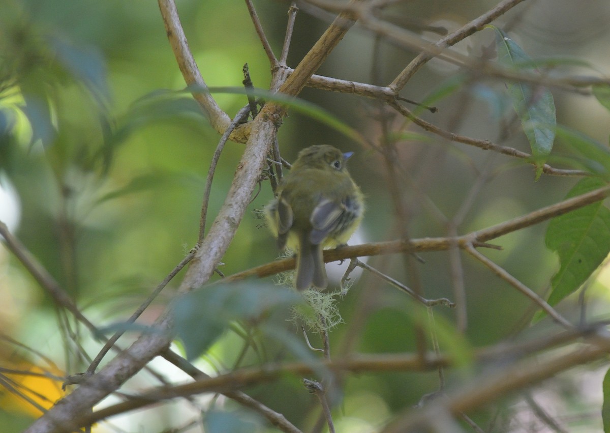 Yellowish Flycatcher - ML624048306