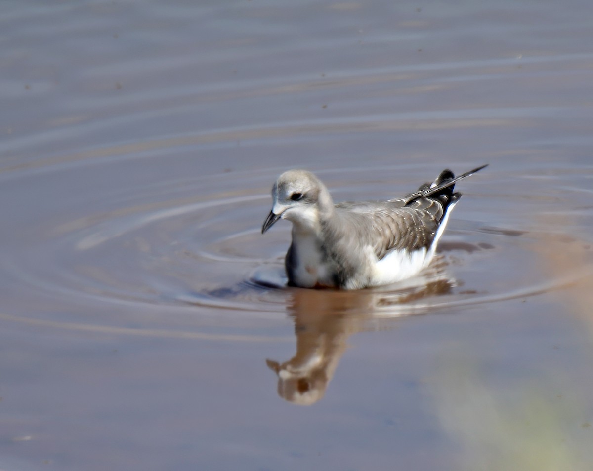 Sabine's Gull - ML624048308